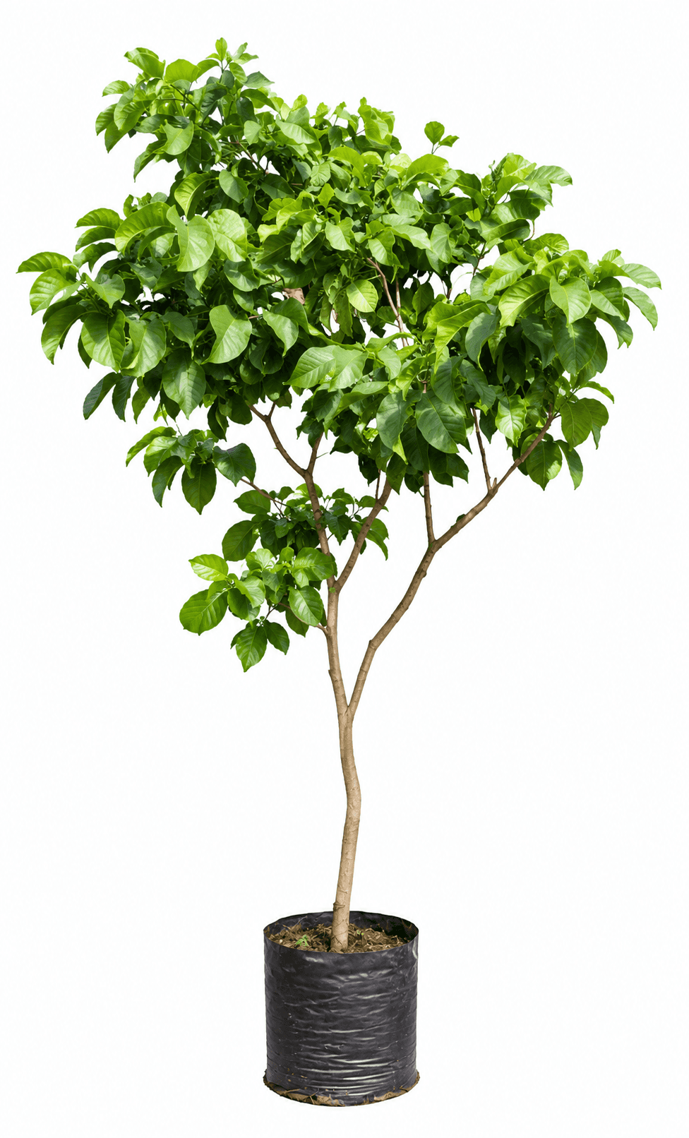A vibrant young tree, likely a deciduous species, presented in a black plastic nursery bag. The tree… — 3D model