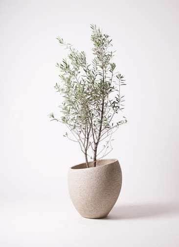 A slender olive tree with sparse, delicate foliage is presented in a modern, tapered planter. The pl… — 3D model