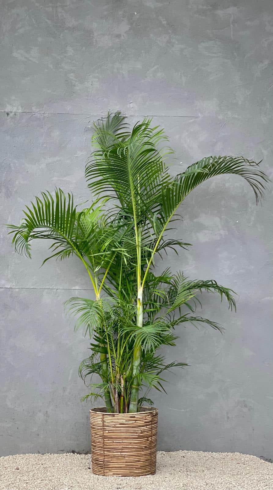 A large, vibrant potted Areca Palm, featuring multiple green fronds and slender stalks, housed in a… — 3D model