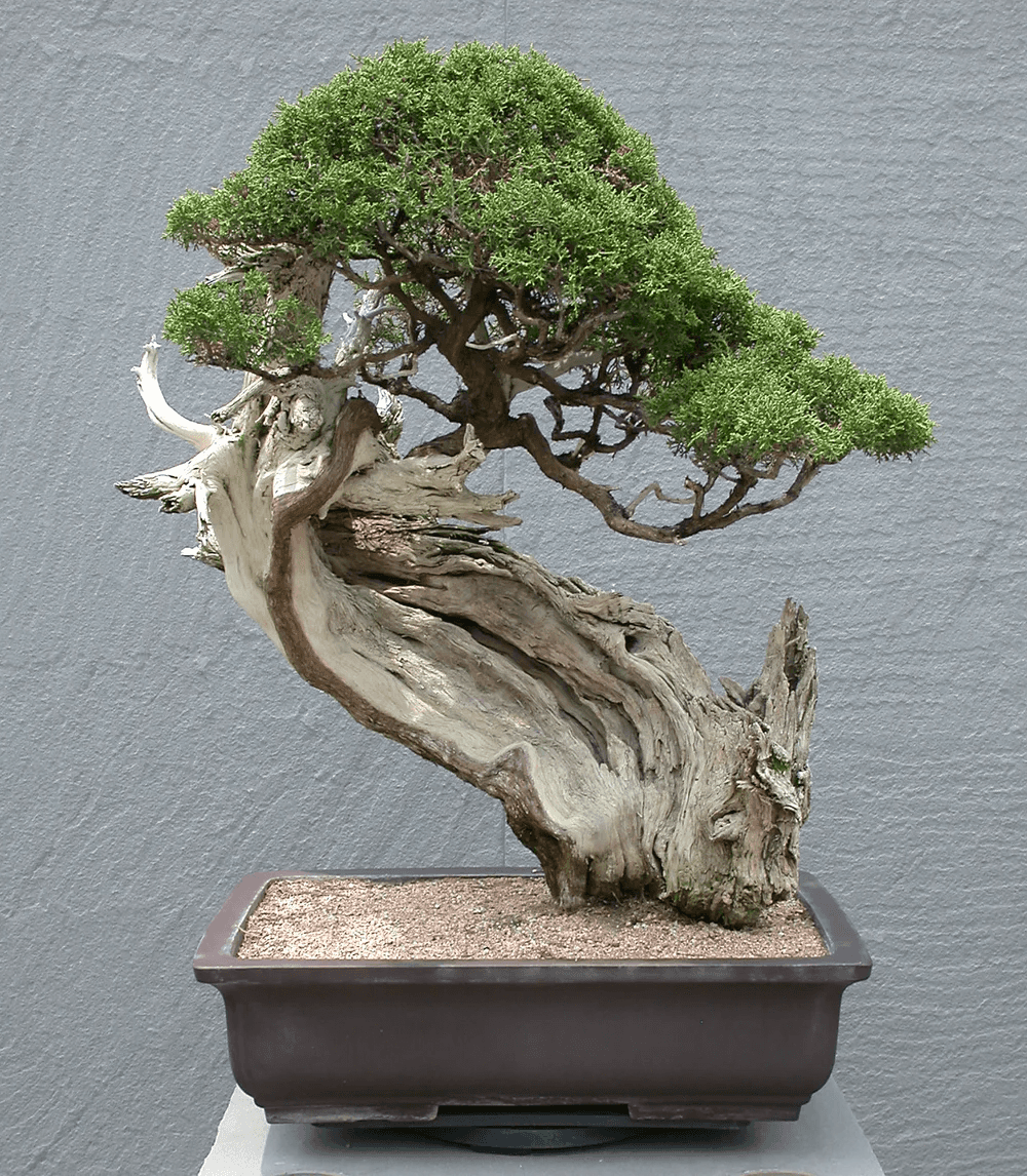 A meticulously cultivated bonsai tree, featuring a thick, gnarled trunk with exposed deadwood and de… — 3D model