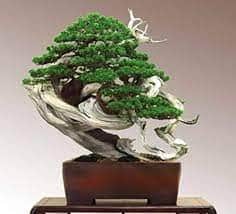A meticulously cultivated bonsai tree with vibrant green foliage, featuring prominent aged, twisted… — 3D model