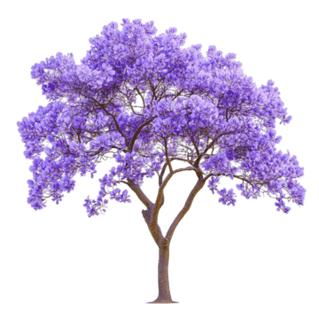 A vibrant Jacaranda tree depicted against a plain white background, showcasing its characteristic pu… — 3D model