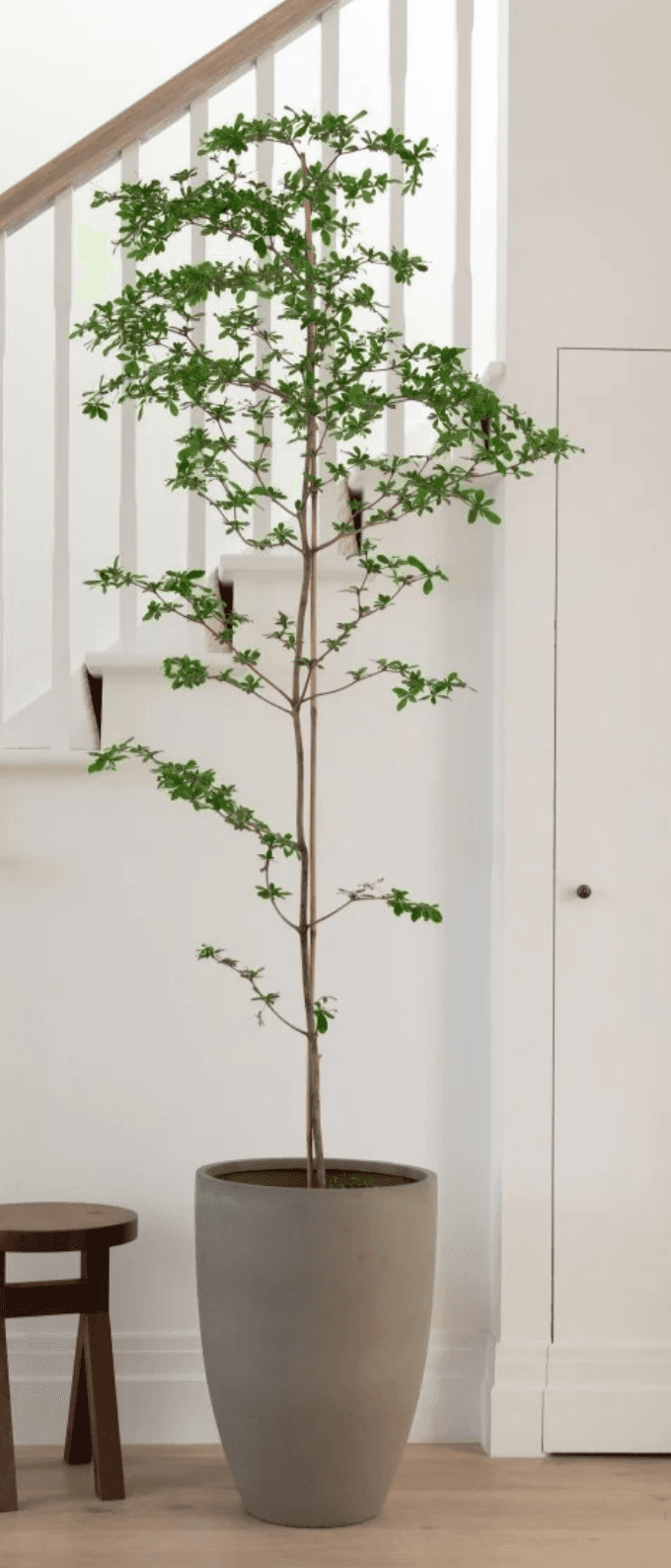 A tall, slender potted plant featuring a single, thin trunk with multiple branches adorned with smal… — 3D model