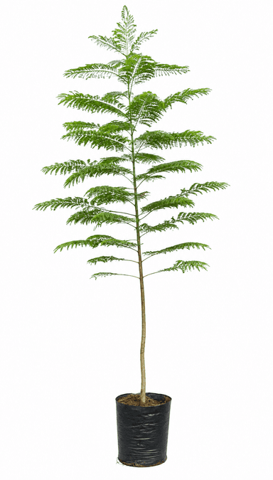 A tall, slender potted plant with delicate, fern-like green foliage and a straight, brown stem, housed in a simple, cylindrical black pot filled with dark soil. — 3D model