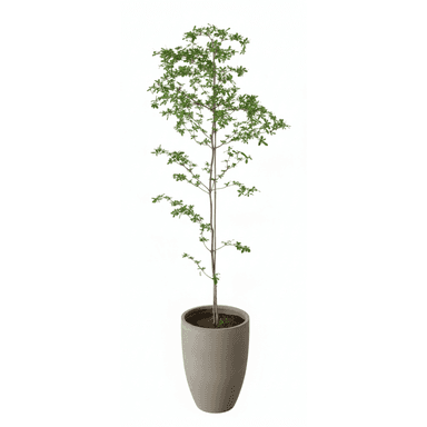 A tall, slender potted plant featuring a single, thin trunk with multiple branches adorned with small, vibrant green leaves. The plant is housed in a smooth, tapered gray cylindrical pot, suggesting a minimalist and modern aesthetic. — 3D model