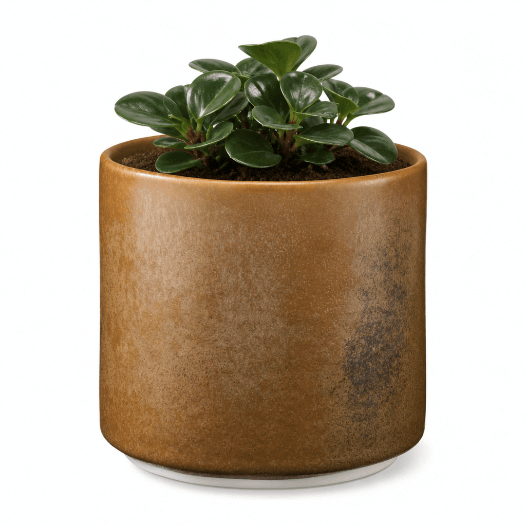A small potted plant, likely a Peperomia obtusifolia, featuring dark green, glossy, rounded leaves, housed in a cylindrical ceramic planter. The planter has a textured, mottled bronze-brown glaze with darker accents, giving it a rustic or distressed appearance. The pot sits on a simple, flat white saucer, and the plant is rooted in dark soil. — 3D model