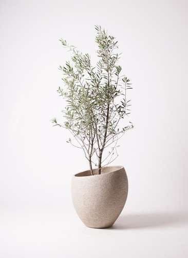 A slender olive tree with sparse, delicate foliage is presented in a modern, tapered planter. The planter features a soft, light gray or beige color with a subtly textured finish, suggestive of stone or concrete, and an elegantly angled opening. The overall presentation is minimalist and organic. — 3D model