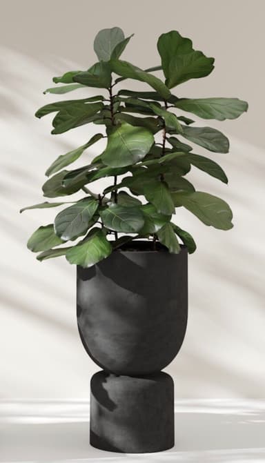 A tall, leafy Fiddle Leaf Fig (Ficus lyrata) houseplant is displayed in a modern, two-part dark gray concrete planter. The planter features a rounded, semi-spherical upper pot resting on a solid, narrower cylindrical base, creating a sculptural and elevated presentation for the plant. — 3D model
