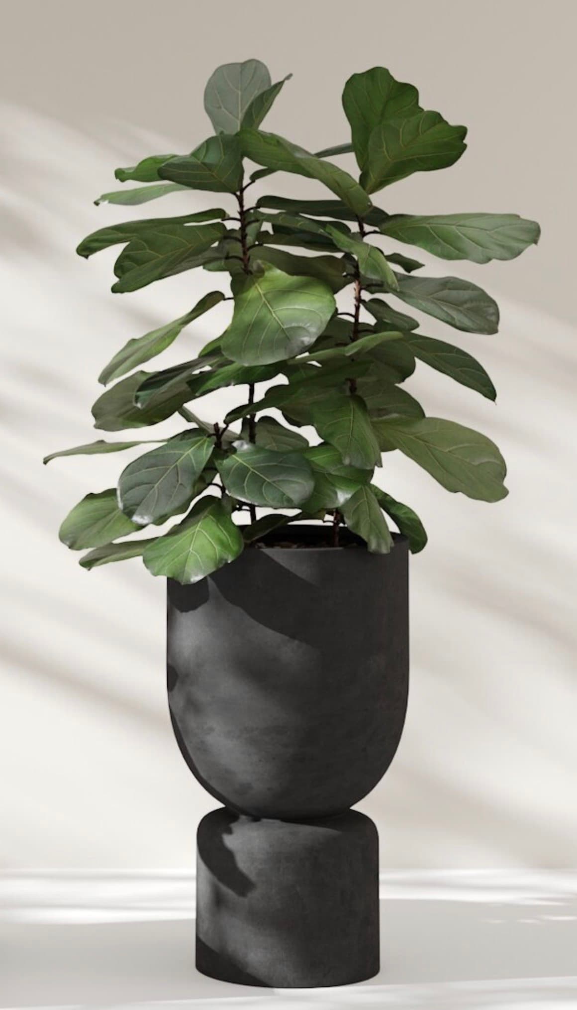 A tall, leafy Fiddle Leaf Fig (Ficus lyrata) houseplant is displayed in a modern, two-part dark gray concrete planter. The planter features a rounded, semi-spherical upper pot resting on a solid, narrower cylindrical base, creating a sculptural and elevated presentation for the plant. — 3D model