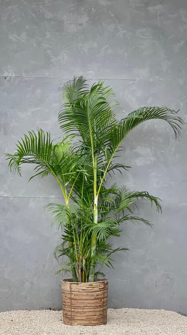 A large, vibrant potted Areca Palm, featuring multiple green fronds and slender stalks, housed in a cylindrical woven rattan planter. — 3D model
