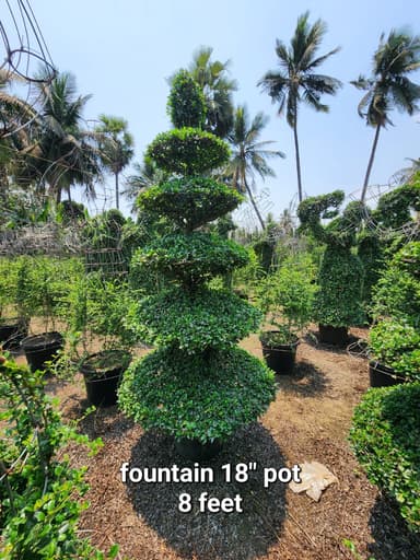 A tall, sculpted topiary plant featuring multiple tiered, disc-shaped sections of dense green foliage, set within a simple black cylindrical pot. The plant appears to be either meticulously maintained live topiary or a high-quality artificial representation. — 3D model