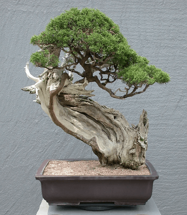 A meticulously cultivated bonsai tree, featuring a thick, gnarled trunk with exposed deadwood and dense green foliage, planted in a rectangular brown ceramic pot filled with sandy substrate. — 3D model