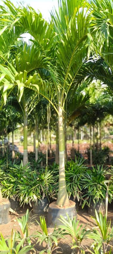 A 3D render of a potted palm plant, depicted with lush green fronds, a light brown trunk, and housed in a round, dark gray pot. The image is presented from a slightly elevated isometric view against a plain white background. — 3D model