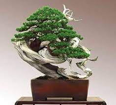 A meticulously cultivated bonsai tree with vibrant green foliage, featuring prominent aged, twisted deadwood (jin and shari) on its trunk and branches. The tree is housed in a dark brown, rectangular, low-profile ceramic pot with subtle integrated feet. Visible granular soil and small pebbles surround the base of the trunk. The overall presentation is that of a mature, artfully maintained botanical specimen. — 3D model