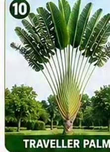 A tall, fan-shaped Traveler's Palm (Ravenala madagascariensis) plant featuring large, deep green leaves arranged in a distinctive symmetrical fan pattern. The sturdy, light brown trunk supports the broad leaf stalks, which extend outwards to create a striking architectural form. The plant is depicted against a plain white background, highlighting its natural structure and vibrant foliage. — 3D model