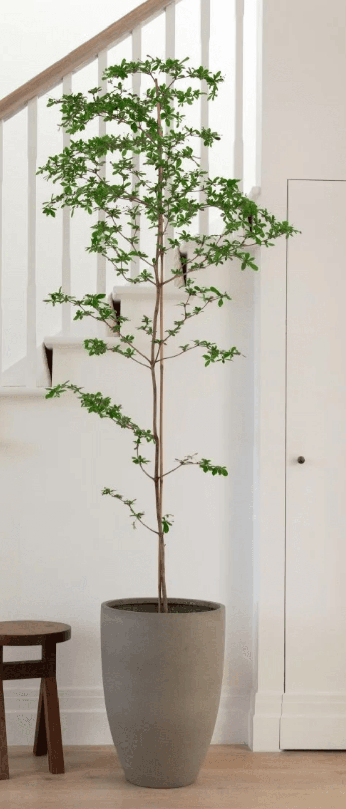A tall, slender potted plant featuring a single, thin trunk with multiple branches adorned with small, vibrant green leaves. The plant is housed in a smooth, tapered gray cylindrical pot, suggesting a minimalist and modern aesthetic. — 3D model