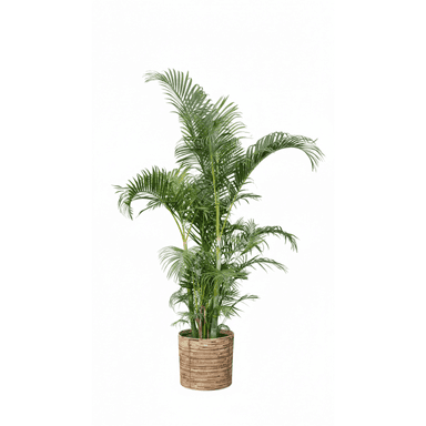 A large, vibrant potted Areca Palm, featuring multiple green fronds and slender stalks, housed in a cylindrical woven rattan planter. — 3D model (AI enhanced source)