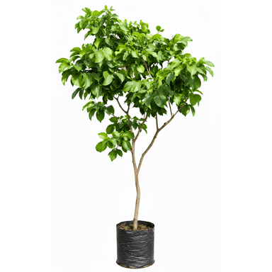A vibrant young tree, likely a deciduous species, presented in a black plastic nursery bag. The tree features a single slender trunk from which multiple branches extend, covered in lush, healthy green leaves. The foliage is dense and evenly distributed, suggesting a well-maintained or naturally thriving specimen. The nursery bag indicates it is ready for transplanting or suitable for temporary outdoor/indoor placement. — 3D model (AI enhanced source)