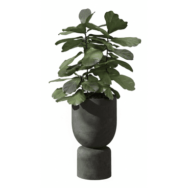 A tall, leafy Fiddle Leaf Fig (Ficus lyrata) houseplant is displayed in a modern, two-part dark gray concrete planter. The planter features a rounded, semi-spherical upper pot resting on a solid, narrower cylindrical base, creating a sculptural and elevated presentation for the plant. — 3D model (AI enhanced source)