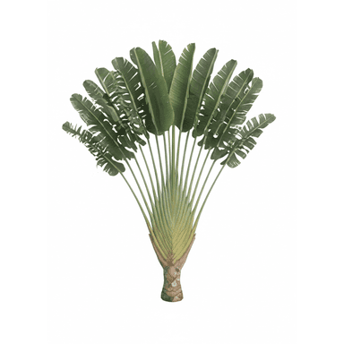 A tall, fan-shaped Traveler's Palm (Ravenala madagascariensis) plant featuring large, deep green leaves arranged in a distinctive symmetrical fan pattern. The sturdy, light brown trunk supports the broad leaf stalks, which extend outwards to create a striking architectural form. The plant is depicted against a plain white background, highlighting its natural structure and vibrant foliage. — 3D model (AI enhanced source)