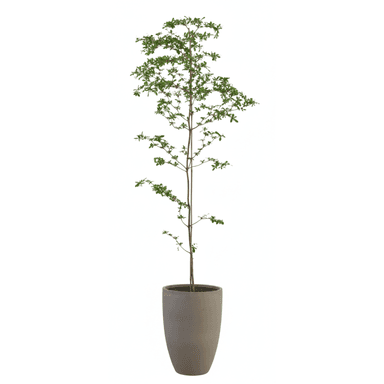 A tall, slender potted plant featuring a single, thin trunk with multiple branches adorned with small, vibrant green leaves. The plant is housed in a smooth, tapered gray cylindrical pot, suggesting a minimalist and modern aesthetic. — 3D model (AI enhanced source)