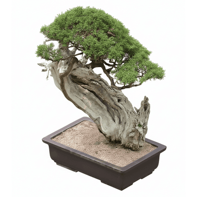 A meticulously cultivated bonsai tree, featuring a thick, gnarled trunk with exposed deadwood and dense green foliage, planted in a rectangular brown ceramic pot filled with sandy substrate. — 3D model (AI enhanced source)
