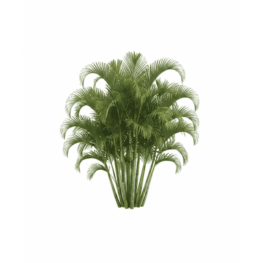 A dense cluster of green palm fronds and multiple thin trunks, characteristic of an Areca Palm or similar tropical plant, presented against a stark white background. — 3D model (AI enhanced source)