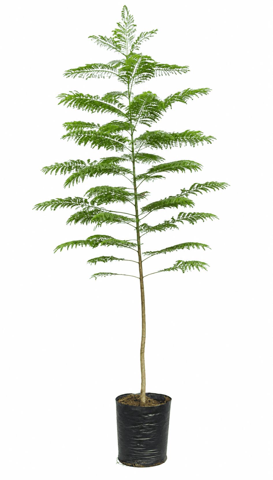 A tall, slender potted plant with delicate, fern-like green foliage and a straight, brown stem, hous… — 3D model