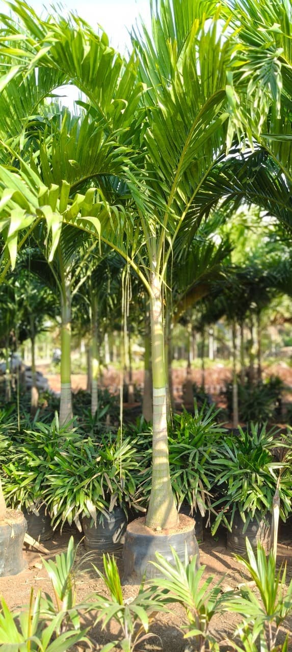 A 3D render of a potted palm plant, depicted with lush green fronds, a light brown trunk, and housed in a round, dark gray pot. The image is presented from a slightly elevated isometric view against a plain white background. — 3D model