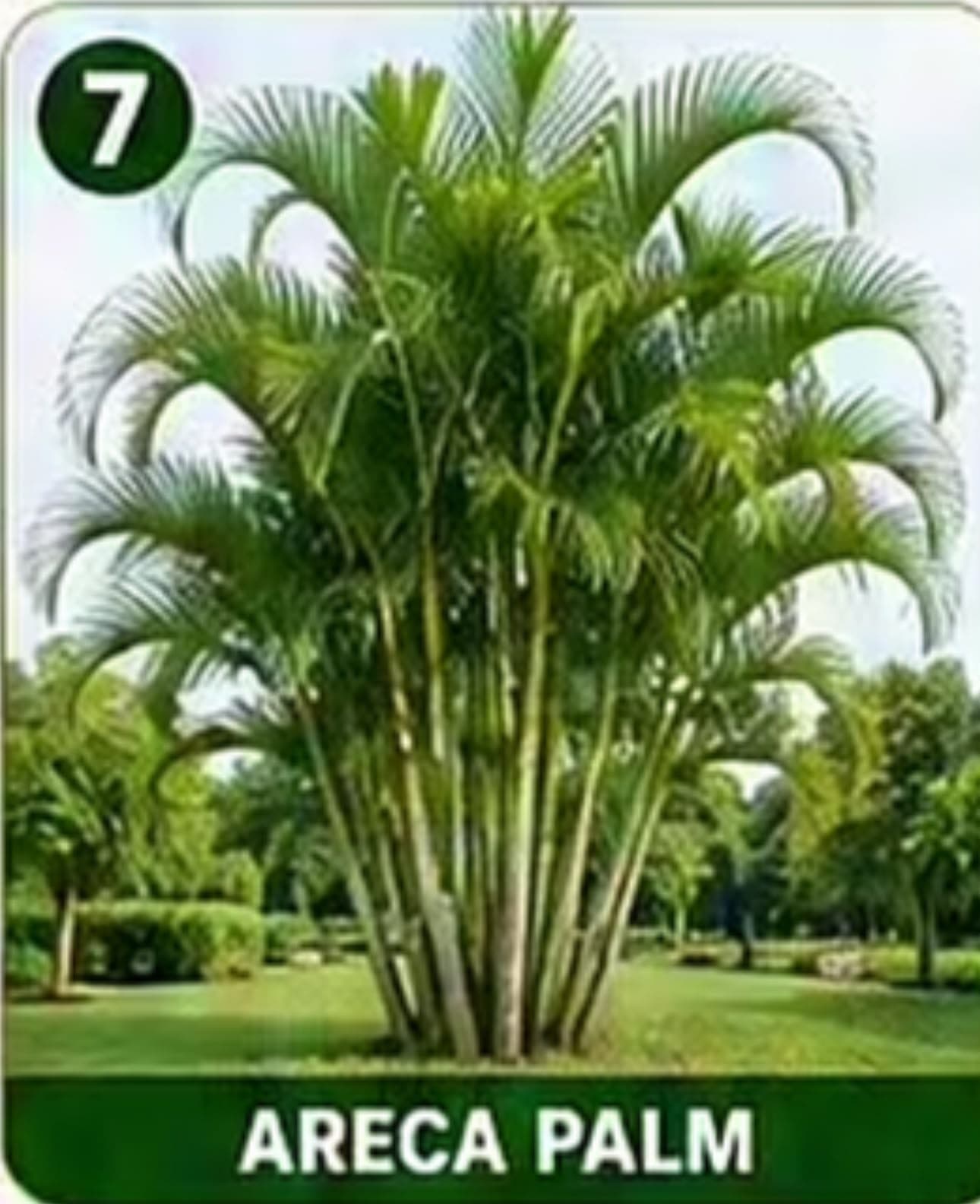 A dense cluster of green palm fronds and multiple thin trunks, characteristic of an Areca Palm or similar tropical plant, presented against a stark white background. — 3D model